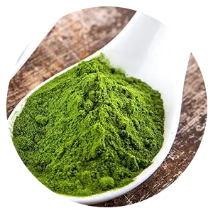 Chlorella
